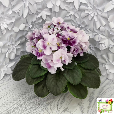 Mac's Southern Springtime (G.McDonald) (лист посажен 29.01.26)