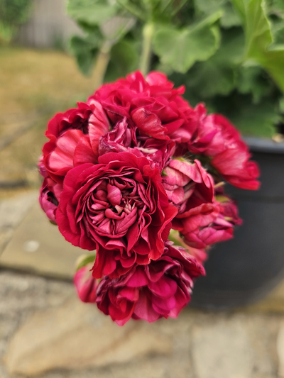 Пеларгония ЮГ-Элина Быстрицкая