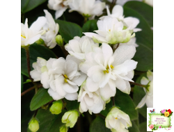 ЛЕ-Жемчужинка (Е. Лебецкая) 2018 г. трейлер