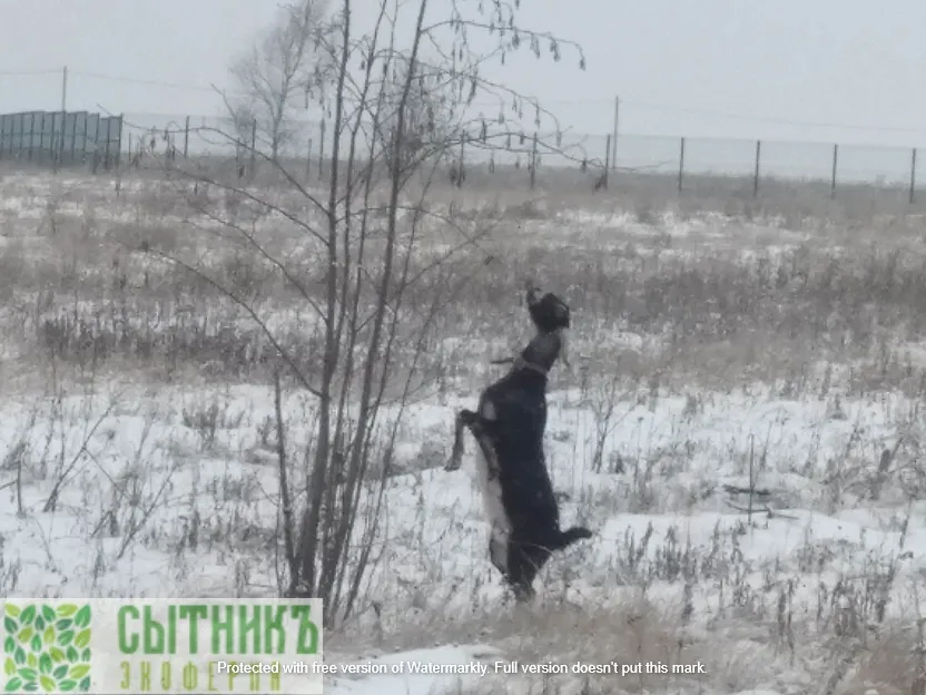 Нубийские козы зимой на фермерском хозяйстве