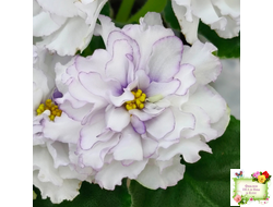 РМ-Прекрасный Жемчуг (Н. Скорнякова) 2022 г.