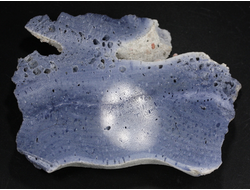 Коралл голубой Акори, Австралия (95*71*12 мм, 123 г) №37717