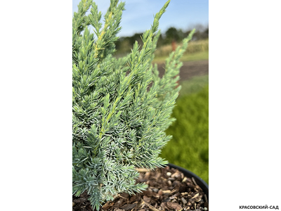 Можжевельник чешуйчатый Мейери Компакта купить с доставкой по Москве в питомнике красовский-сад.рф