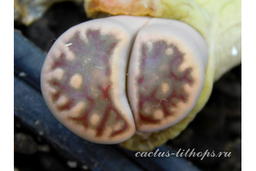 Lithops karasmontana ssp.bella C285