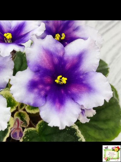 РС-Успех (С.Репкина) 2019 г.