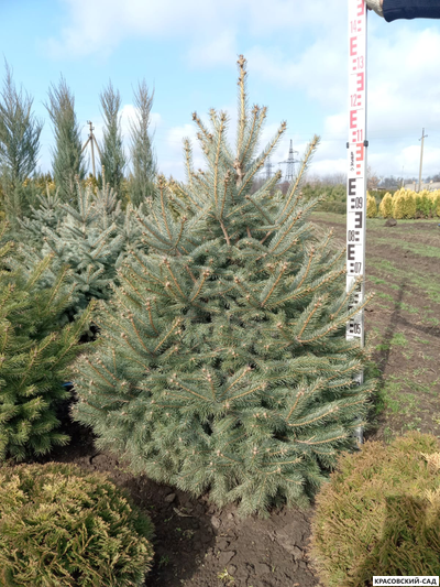 Ель Глаука - Glauca