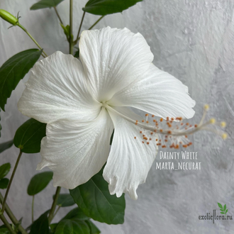 Dainty white hotsell