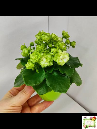 Irish Flirt (S.Sorano) (Айриш Флирт) 11/07/91