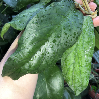 Hoya Ranauensis (Sp. Borneo)