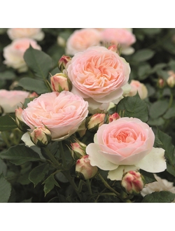 Пастелла (Pastella)