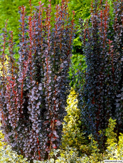 Барбарис Тунберга Helmond Pillar - фото в ландшафте - красовский-сад.рф