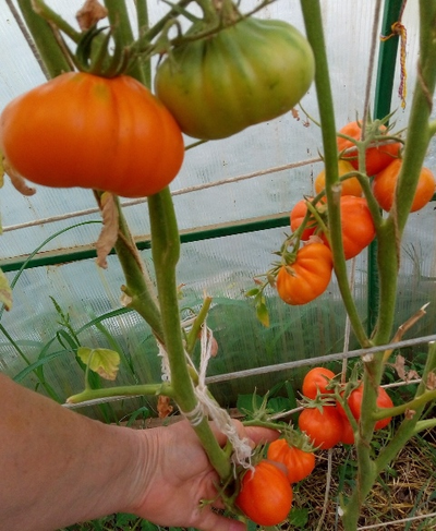 Томат Лампа Алладина