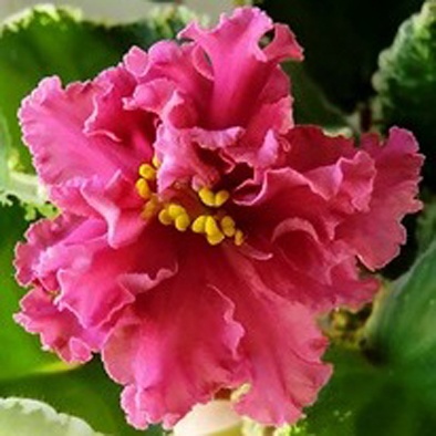 гладиолус мэй блоссом. гладиолусы селекции дыбова. фиалка шикарная сирень макуни. сорта отечественной селекции. гладиолус бенвенуто.