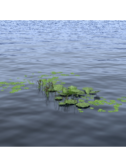 водные Водные растения 10