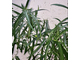 Ficus Ulmifolia / фикус ульмифолия