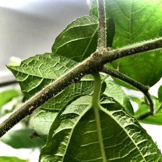 Ficus Coronata / фикус Короната