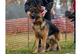 Нота Лайф Шайтан