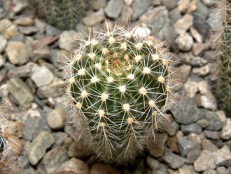 Echinopsis ‘Oriole’ x Lobivia arachnacantha torrecillasensis (D=25mm, Н=50-60mm)