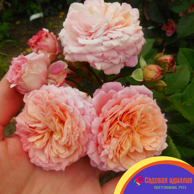 Амаретто (Amaretto)