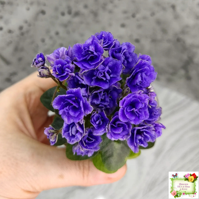 Blue Scoundrel micromini (P.Sorano/LLG) (Блю Ска́ндрел) микроминиатюра