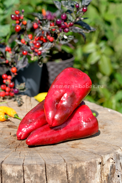 Перец сладкий Najerano Pepper (Нажеранский), 10 шт