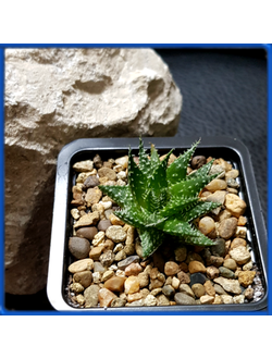 Aloe descoingsii x haworthioides (Aloe 'Pepe')