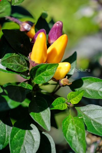 Перец острый BRW Claster, 10 шт