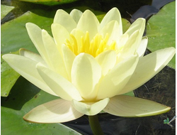 Нимфея Марлиаса Хромателла