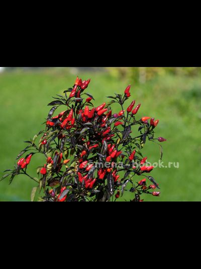 Перец острый  Explosive Ember, 10 шт