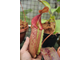 Nepenthes maxima x veitchii