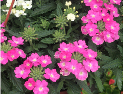 Вербена гибридная Empress Flair Pink, p9