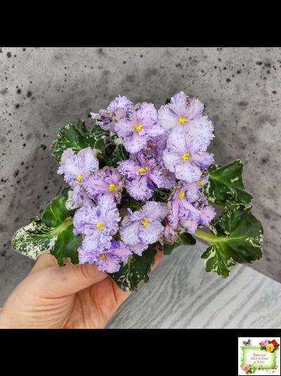 Н-Чехарда (Н. Бердникова) 2020 г. (пестролистный гёрл)