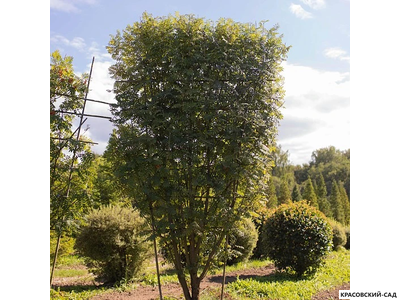 Рябина обыкновенная в форме шпалеры