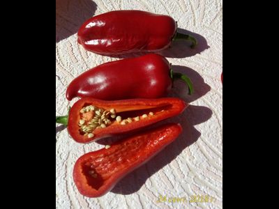 Перец сладкий Куртовская капия