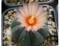 Astrophytum CAPAS F2 Х A.cv.Super Kabuto (1064) - 10 семян