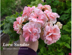 Lara Sundae фото