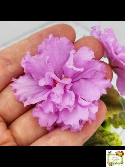 АВ-Поющие Пески (Фиалковод) 2021 г. (гёрл-листья с кроновой пестролистностью)