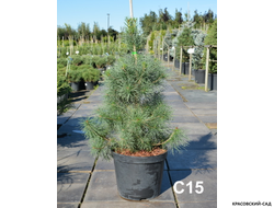 Сосна Дирхэв - Dyrehave