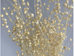 Лен дикорос (мелкий)