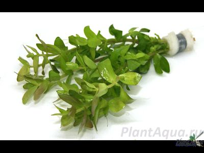 Бакопа каролинская (пучок)