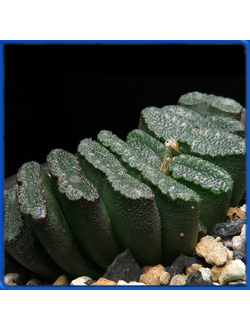 Haworthia truncata VDV 120