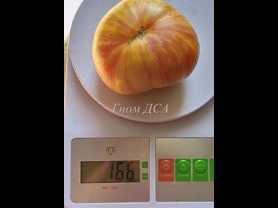 Томат Гном ДСА (Dwarf DSA), США