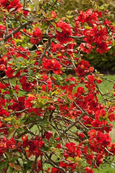 Айва (Хеномелес) средний Nicoline