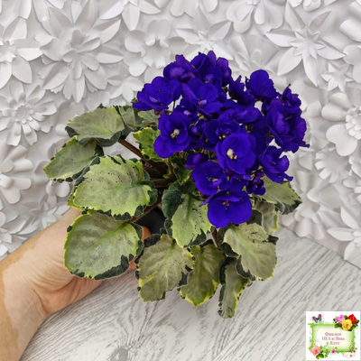 Harmony's Little Stinker-2 (Harmony) листовая химера