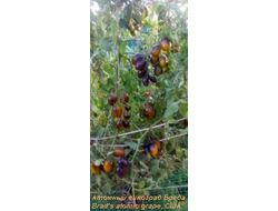 Томат Атомный виноград Бреда (Brad's atomic grape) США