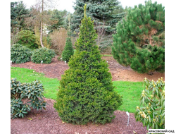Ель колючая Биалобок - фото в ландшафте - красовский-сад.рф