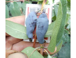 Канадская жимолость Аврора (Aurora)