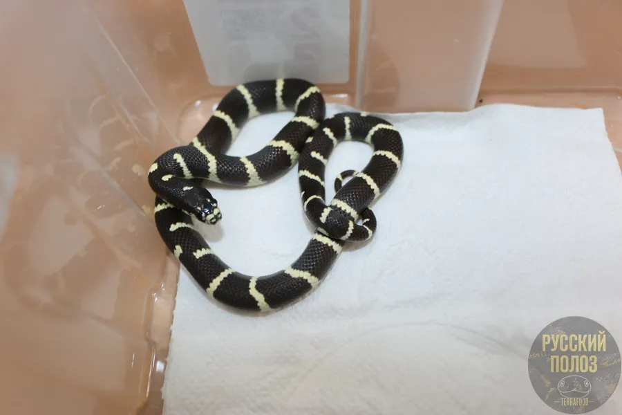 Змея королевская, Lampropeltis
