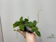 24/07/2025 Hoya Dischidia ovata