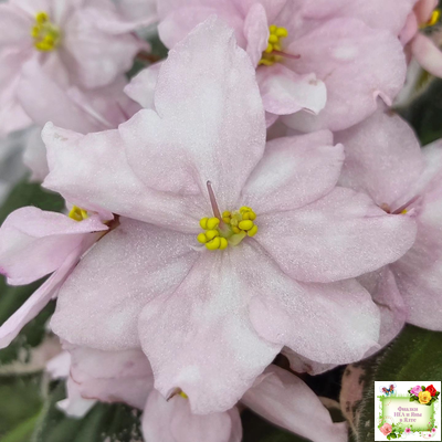 Rivermist Pearls (J. Baker) (10974) 04/13/2018